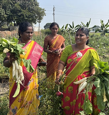 Jyothi (in the pink saree) harvests onions and radishes in her farm