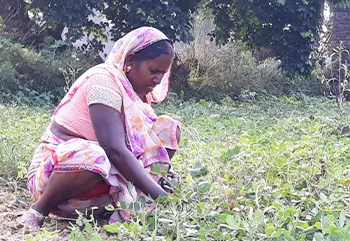 YOUR FAVOURITE CUP OF CHAI IS KEEPING TRIBAL PEOPLE IN BONDED LABOUR